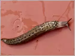 Tigerschnegel (Limax maximus), ein Gartensch�dling, aufgenommen in unserem Garten am 24.08.2012.