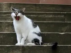 Keinen Schritt weiter! Katze verteidigt ihr Revier; 120825