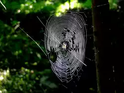 Kreuzspinnennetz spannt sich �ber einen Waldweg; 120909
