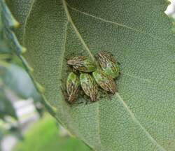 Blattluse am Blatt einer jungen Birke.