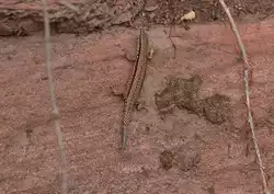 Auf der Mauer, auf der Lauer liegt ne kleine.....
