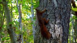 Ein Eichhrnchen im Wald in Zeulenroda.