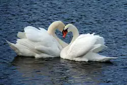 ein Bund f�r's Leben ?