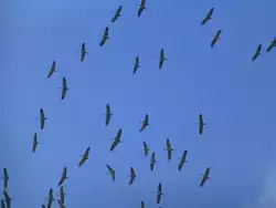 Luxemburg, Schouweiler, europ�ische Kraniche auf der Reise von S�den (S�deuropa und zum Teil Nordafrika)nach Norden(Brutgebiete).