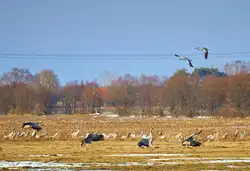 Kraniche bei der Landung.