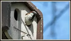 Haussperling h�lt Ausschau