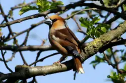 Ein Kernbei�er in unserem Garten; 04.05.2013