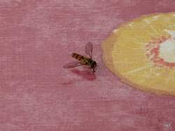 Hainschwabefliege auf Gartentisch am 29.06.08