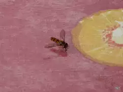 Hainschwabefliege auf Gartentisch am 29.06.08