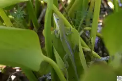 Ein winziger Leguan, entdeckt in einen Pflanzk�bel auf  der Oak Alley Plantage in Mississippi / USA.