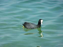 Hier schwimmt eine Ente im Gardasse, Garda am 28.05.2013.