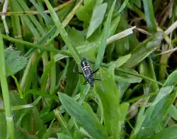 Wer kennt diesen K�fer ? aufgenommen am  06.06.2013.