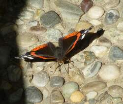 Ein Admiral-Schmetterling auf einer Terrasse an 07.08.2013.