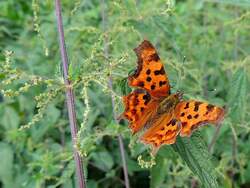  C-Falter (Polygonia c-album; Syn.: Nymphalis c-album) macht auf einer Brennessel eine kurze Rast; 130810