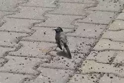 Bachstelze auf einem Parkplatz in Berlin-Pankow (BERLIN/Deutschland, 30.04.2013) -- Dank an Rainer Ullrich aus Freiburg im Breisgau f�r den Hinweis