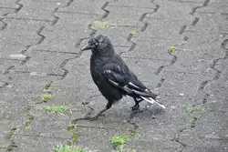 etwas zerrupfte Dohle stolziert auf dem Bahnsteig (LEER/Ostfriesland, Landkreis Leer/Deutschland, 18.08.2013)