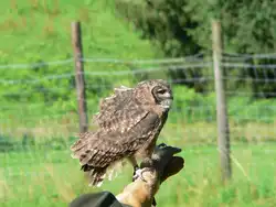 Auf der Adlerwarte am Pf�nder (bei Bregenz), 2005