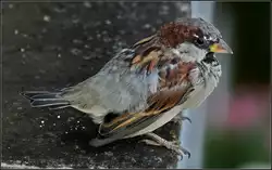 Freches aber h�bsches Model...