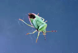 Gr�ne Stinkwanze sonnt sich an einer Fensterscheibe - 25.09.2013