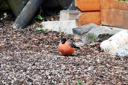 Gut genhrter Gimpel (auch Dompfaff oder Blutfink genannt)  im Garten - 30.01.2014