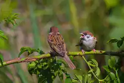 Spatzenjunges bettelt um Futter.