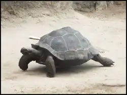 Gal�pagos-Riesenschildkr�te in Rostock am 08.07.2014