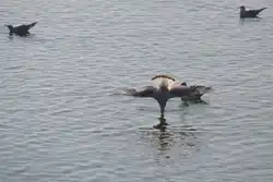 Lachm�we am Bodensee beim 