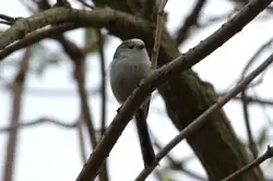 Eine ziemlich gro�e Schar Schwanzmeisen zog heute durch unseren Garten.