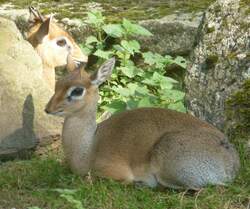 eine kleine Babyantilope 