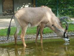 Antilope aus dem ZOO Hannover