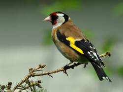 Stieglitz oder Distelfink (Carduelis carduelis) im Zoo Hluboka / Tschechien