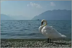 Ein Schwann stellte sich in Positon und raubte dem im Hintergrund vorbeifahrnden Raddampfer die Show...