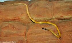 Inland-Taipan oder Schreckensotter (Oxyuranus microlepidotus) im Zoo und Botanischen Garten Pilsen (Plzen, Juni 2015).