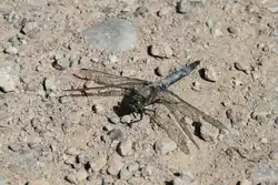 Plattbauch (Libellula depressa) am 18.7.2010 am Rhein bei Rust.