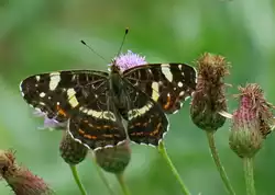 Landk�rtchen der Sommergeneration 