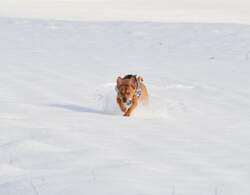 Hi ich nochmal Benji, hier tobe ich mal durch den Schnee.....wenn er ohne Salz und Eis ist, macht das richtig Spass....und meine Beiden Menschen freuen sich auch.