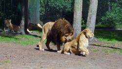 Löwe kommt Löwin sehr nahe im Serengetipark, 9.9.15    Was wohl als nächstes geschieht?
