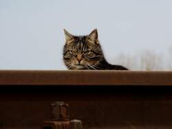 KATZE hat aus dem Gleiskrper heraus alles im berblick; 160323