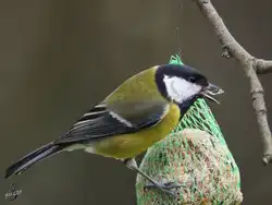 Eine Kohlmeise bedient sich am Meisenkn�del.