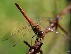 Eine Große Heidelibelle im Sommer 2016. Eine Große Heidelibelle im Sommer 2016.