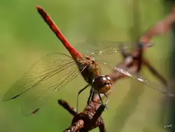 Eine Gro�e Heidelibelle im Sommer 2016.