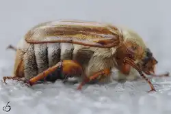 Ein ziemlich haariger Junik�fer.