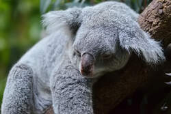 Ein müder Queensland-Koala im Zoo Duisburg.
