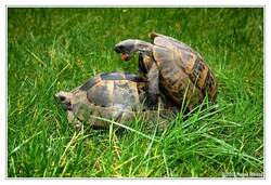 Maurische Landschildkrte (Testudo graeca) - Paul & Paula in Action