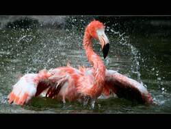 Flamingo (Phoenicopteriformes, Phoenicopteridae) - Grugapark Essen