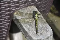 M�nnchen der Blaugr�nen Mosaikjungfer  (RHEINE, Kreis Steinfurt/Deutschland, 23.08.2017) -- Dank an Karl Sauerbrey f�r die Hinweise