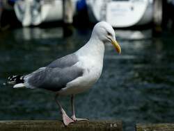 Mwe im Hafen von Warnemnde.