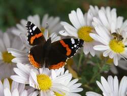 Schmetterling (Admiral) im Garten.