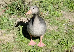 Ente am Elbufer bei Blasewitz taxiert die Touristen - 01.09.2009 (Umschichtung von Landschaftsfoto)