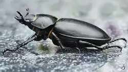 Ein Balkenschr�ter hat es sich auf unserem Gartentisch bequem gemacht.